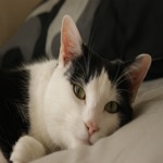 Mister Poser 2